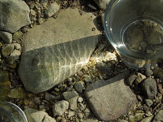 milenarts-Danube-water