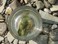 milenarts-Danube-water