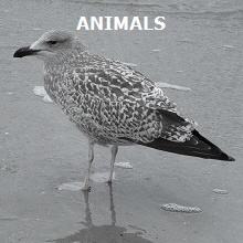 Animals